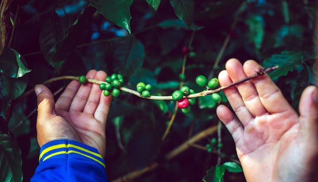 Récolte des baies de café par les mains de l'agriculteur grains de café rouges mûrissant dans la main de l'agriculteur