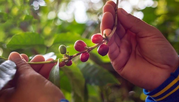 La récolte des baies de café par les mains de l'agriculteur