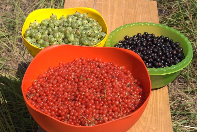 Photo récolte de baies vertes mûres, de raisins secs et de raisins noirs dans trois grands bols de couleur en plein air