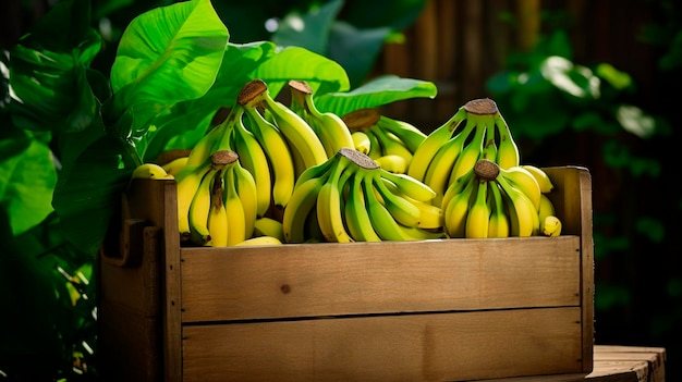 Photo récolte de bananes dans une boîte dans le jardin concentration sélective