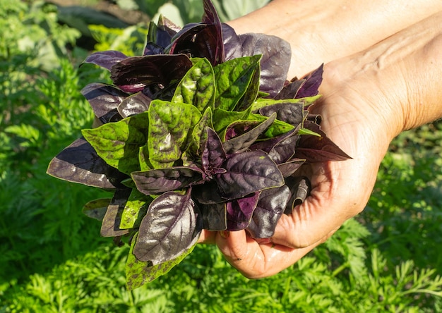 Récolte de basilic écologique dans le potager. Bouquet de basilic violet et vert dans les mains des agriculteurs, récolte d'herbes biologiques, cueillette de légumes verts