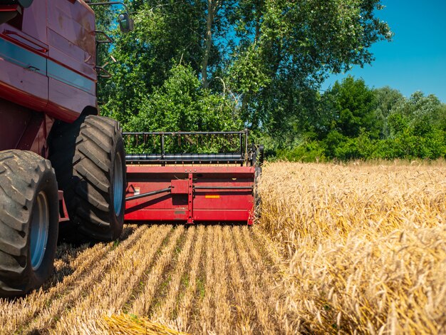 Récolte de blé en été. Moissonneuse rouge travaillant dans le domaine. Récolte de machine agricole de récolte de blé mûr doré sur le terrain.