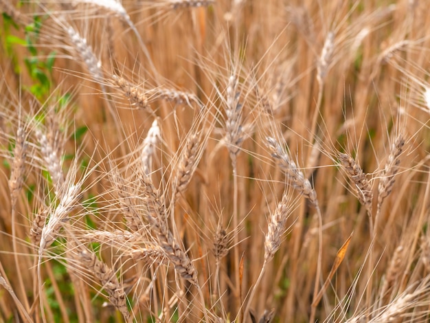 Récolte de blé en été. Oreille dorée de blé mûr sur le terrain