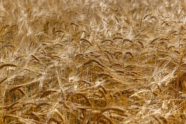 Photo récolte de blé mûr en été