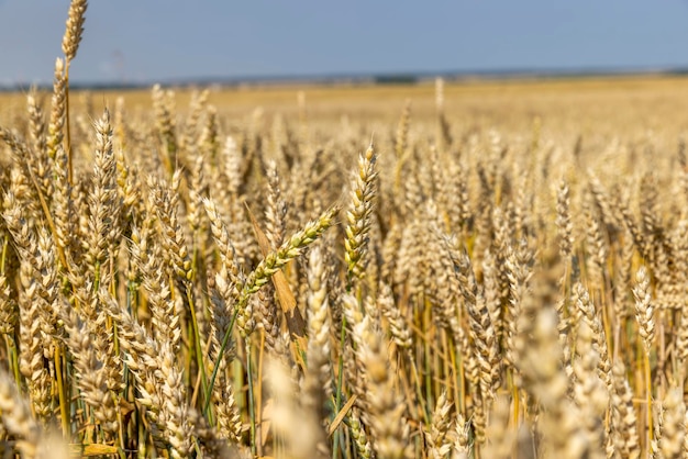 Récolte de blé mûr en été