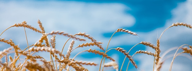 Photo récolte : le blé mûr pousse au champ. gros plan de grain d'or