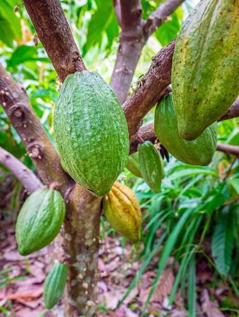 Photo récolte de cabosses de cacao vertes crues fruits de cacao de couleur verte accrochés à un cacaoyer