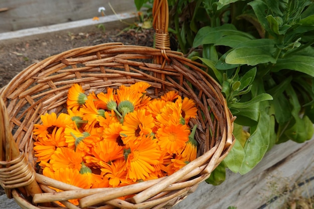 Récolte de calendula Fleur de calendula Récolte de fleurs de souci dans le jardin de l'arrière-cour