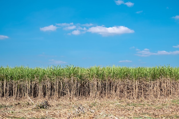 La récolte de canne à sucre dans les champs de canne à sucre en hiver a de la verdure et de la fraîcheur Montre la fertilité du sol