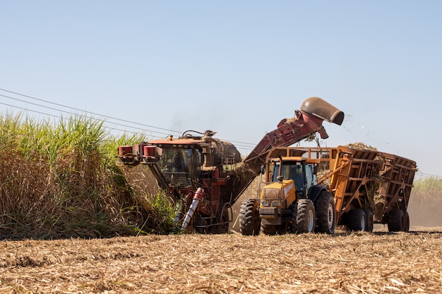 Récolte de canne à sucre - moissonneuse active dans la plantation de canne à sucre - industrie du sucre et de l'éthanol