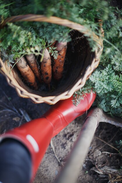 Récolte des carottes. beaucoup de carottes dans un panier dans le jardin, des bottes en caoutchouc rouges et une pelle.