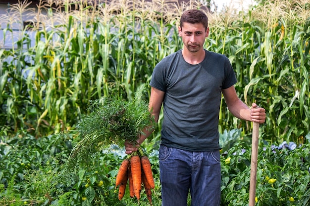 Récolte des carottes à la ferme, produit respectueux de l'environnement.