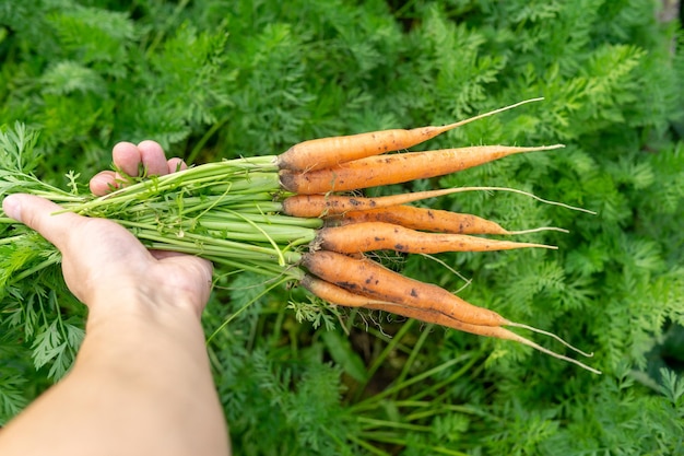 Photo récolte de carottes jardin privé économie naturelle passe-temps et concept de loisirs concept d'alimentation biologique