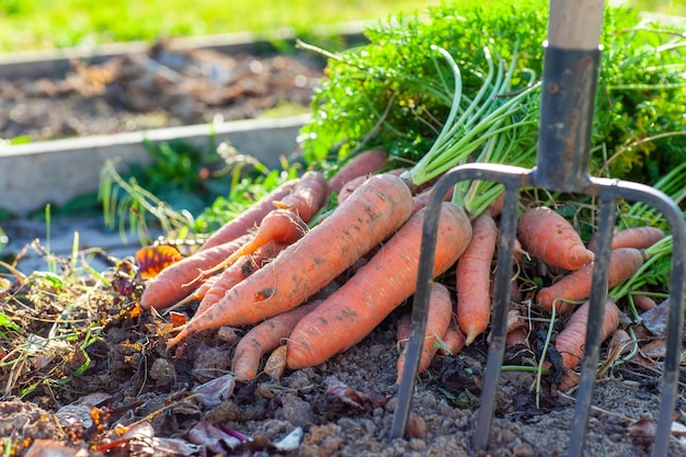 Récolte de carottes à un lit dans le jardin