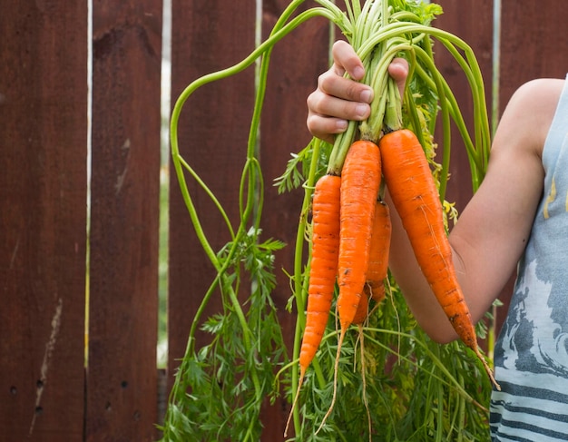 Récolte de carottes sucrées entre les mains d'un garçon