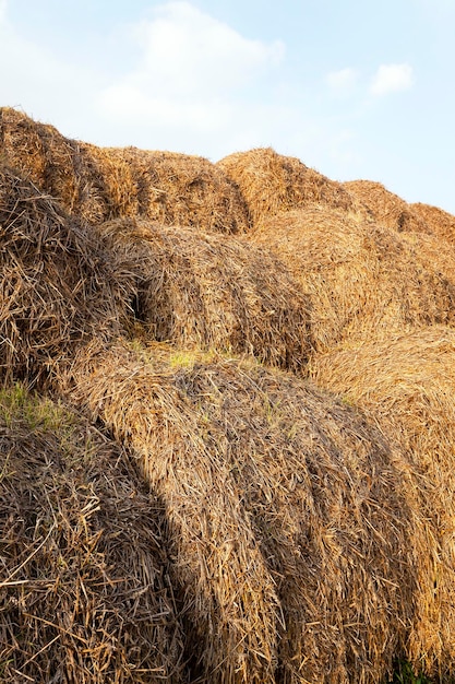 Récolte des céréales de blé