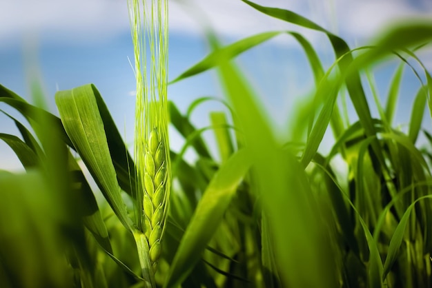 Récolte de céréales de champ de blé