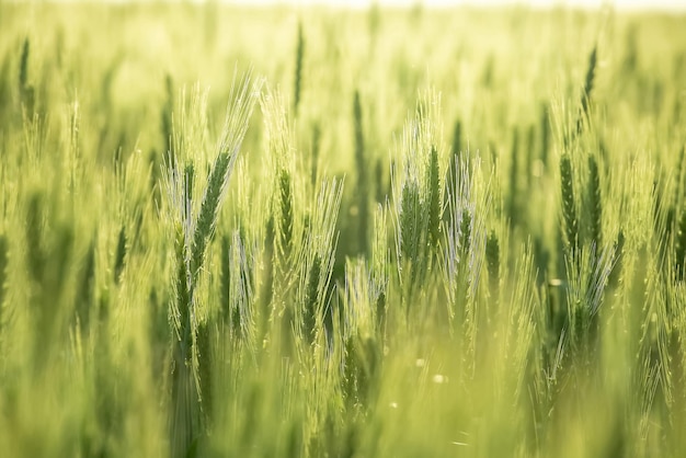 Récolte de céréales de champ de blé