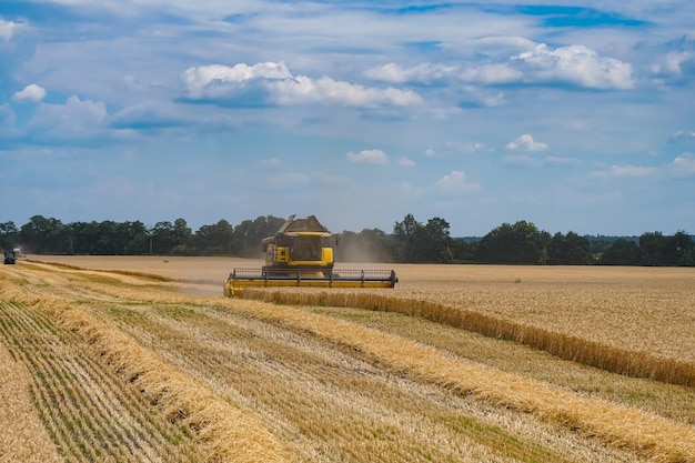 Récolte de céréales d'été de blé d'été doré. Combinez les plantes de l'agriculture vivrière.