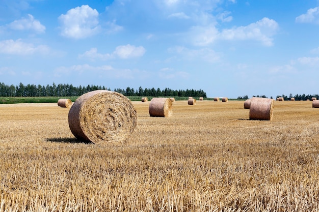 Récolte de céréales, été - domaine agricole où la récolte est effectuée céréales, Biélorussie, été