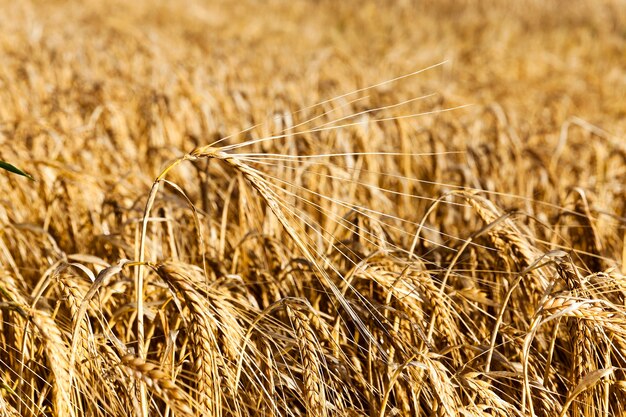 Récolte de céréales de seigle mûr jaune gros plan couleur or