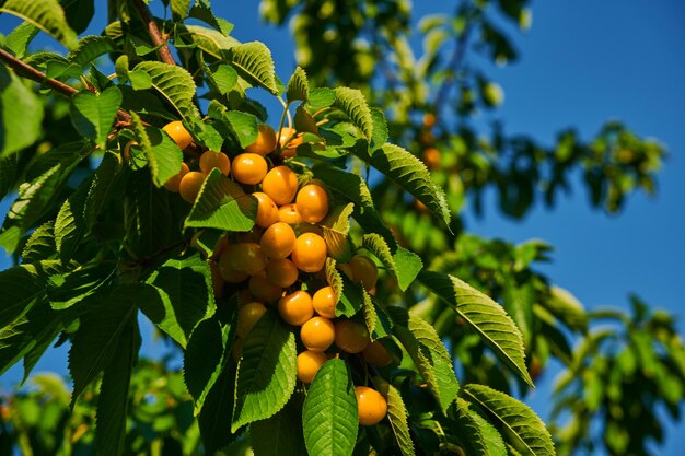 Récolte des cerises mûres d'un arbre