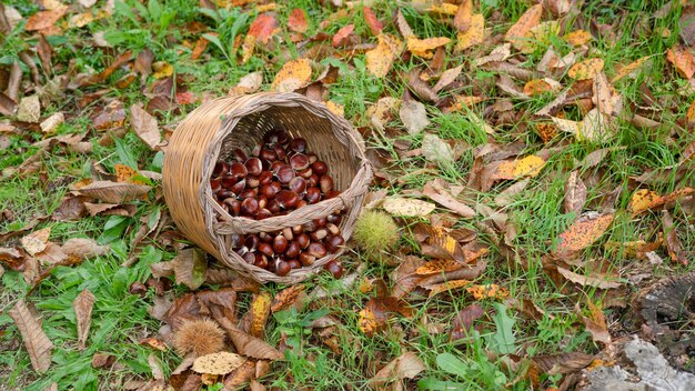 Photo récolte de châtaignes dans un panier en osier