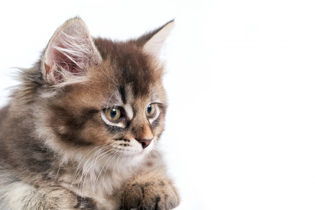 Récolte de chaton gris isolé sur blanc.