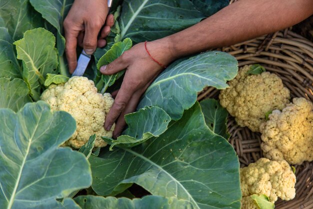 Photo récolte de choux-fleurs dans le jardin focus sélectif alimentation