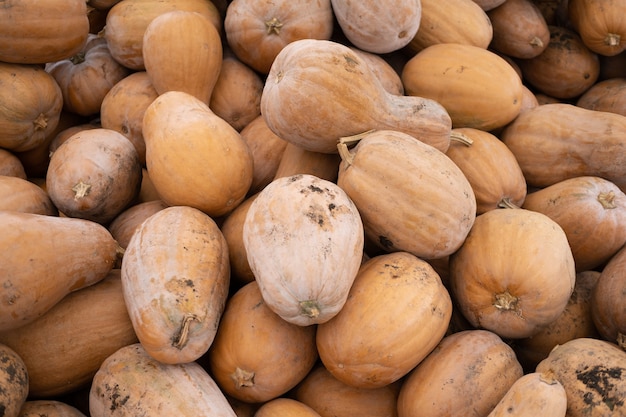 Récolte de citrouilles biologiques fraîches en plein air.