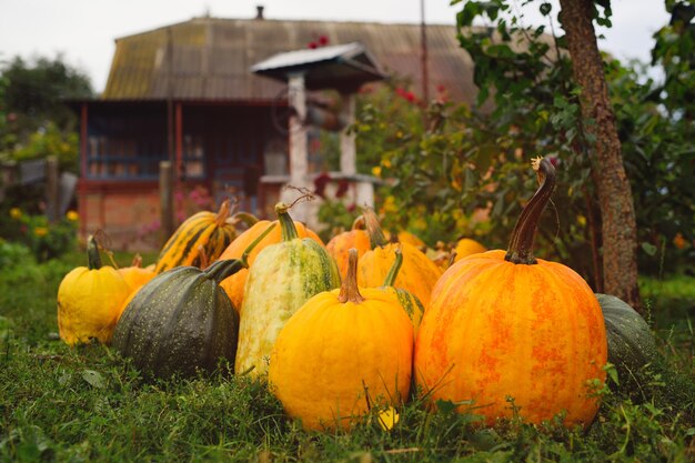 Récolte de citrouilles sur le fond du jardin