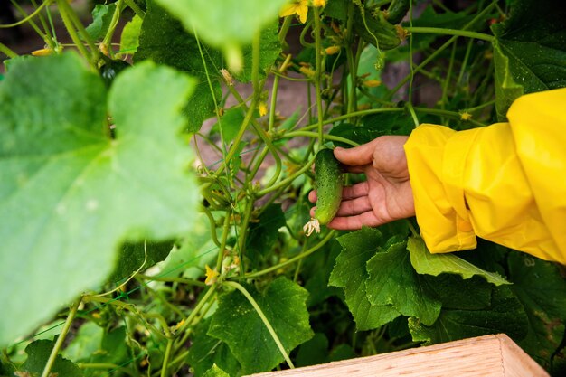 La récolte des concombres Gros plan de la main d'un jardinier dans un imperméable jaune cueillant un concombre mûr dans son chalet d'été