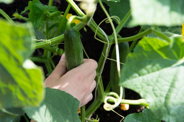 Récolte des concombres. Une main féminine cueille un concombre du jardin. Le concept de nutrition naturelle saine, régime alimentaire, alimentation saine.