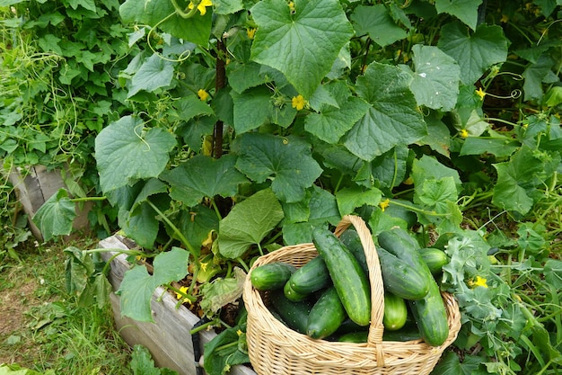 Récolte de concombres Récolte d'été Récoltez des fruits du jardin de l'arrière-cour en récoltant des concombres