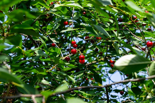 Récolte dans le jardin. Cerises mûres sur un cerisier.