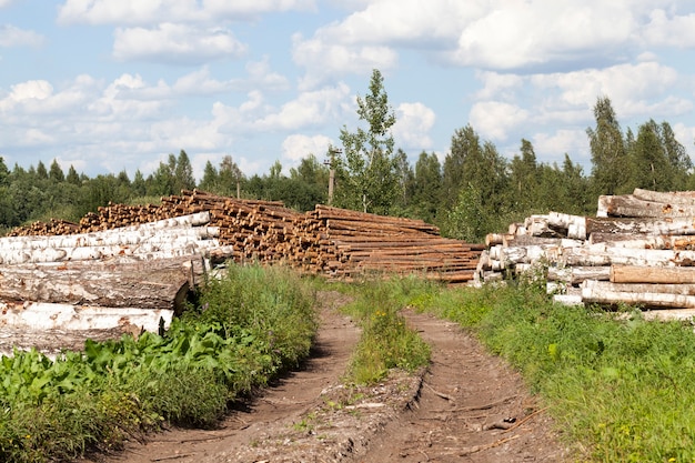 Photo récolte du bois de bouleau dans la forêt, saison estivale