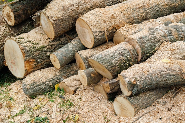 Récolte du bois de chauffage pour l'hiver Tas de bois de chauffage empilé préparé pour chauffer la maison en hiver bois de chauffage haché sur une pile bois de chauffage empilé et préparé pour l'hiver tas de bûches de bois