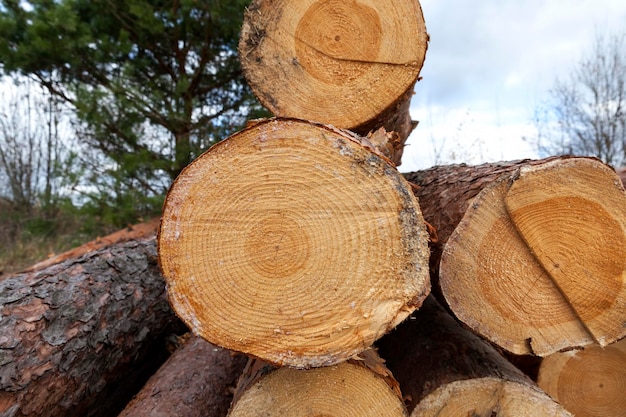 Récolte du bois de pin pour la production de planches et d'autres bois à partir de bois, les troncs de pin se trouvent près du lieu de déforestation