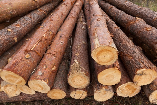 Récolte du bois de pin pour la production de planches et d'autres bois à partir de bois, les troncs de pin se trouvent près du lieu de déforestation