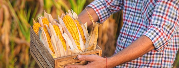 La récolte du maïs entre les mains d'un agriculteur Concentration sélective