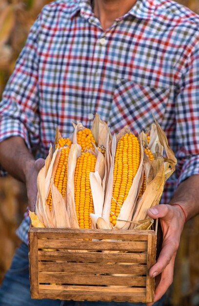 La récolte du maïs entre les mains d'un agriculteur Concentration sélective