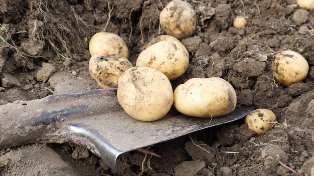 Photo récolte du sol sur la plantation de jeunes pommes de terre précoces. des pommes de terre biologiques fraîches sont extraites du sol avec une pelle dans un jardin de ferme.
