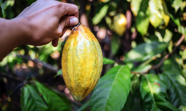 Photo récolte l'entreprise agricole de cacao produit le cacao la main de l'agriculteur tenant des gousses de cacao jaunes mûres