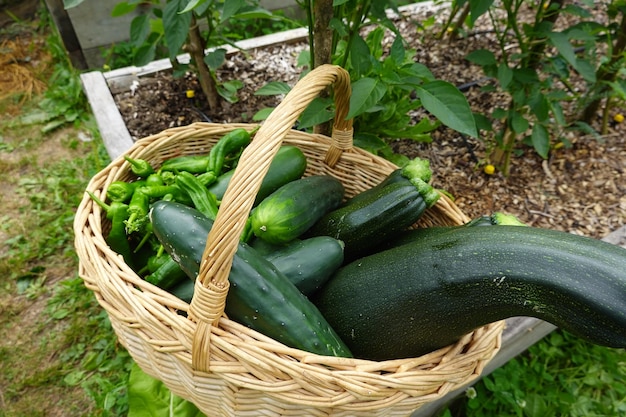 récolte d'été Cueillez les fruits du jardin Récoltez la tomate le poivron la courgette le concombre