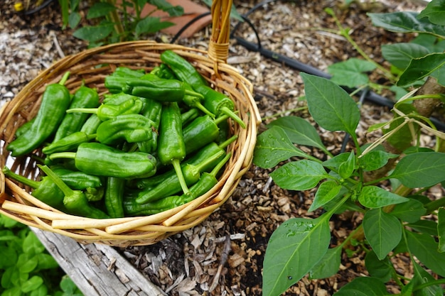 récolte d'été Récoltez les fruits du jardin de l'arrière-cour Récoltez le pimiento del padron ou le petit poivre