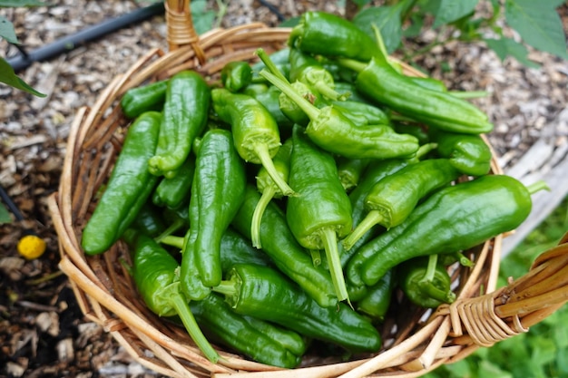 récolte d'été Récoltez les fruits du jardin de l'arrière-cour Récoltez le pimiento del padron ou le petit poivre