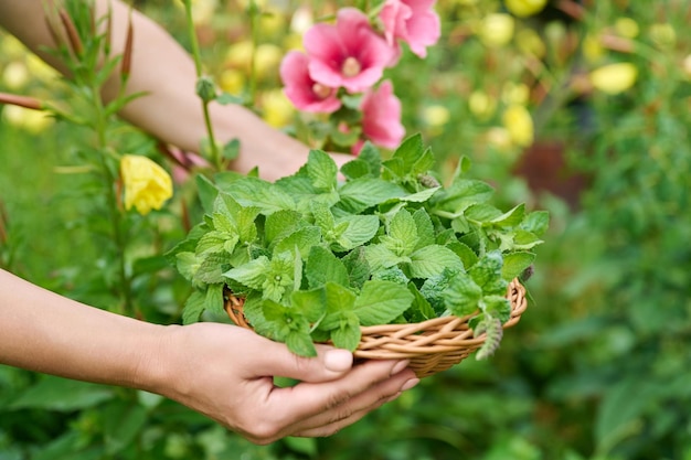 Récolte de feuilles de menthe aromatique fraîche mains de femme avec plaque en osier sécateur dans le jardin d'été