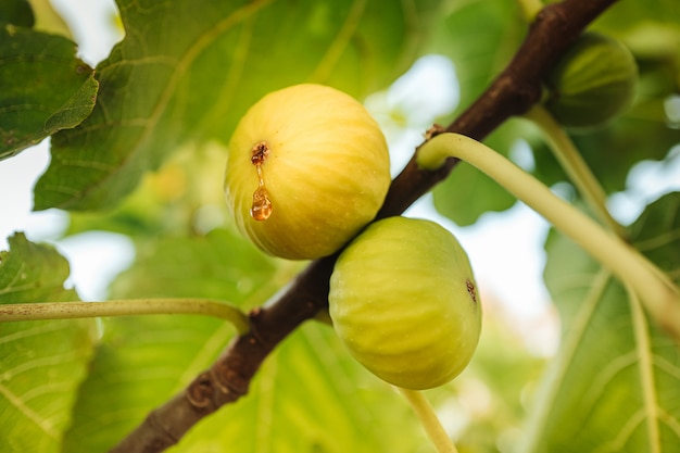 Récolte de figues fraîches juteuses de l'arbre