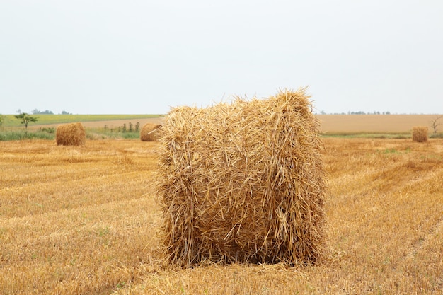 Récolte de foin dans un paysage de champ doré. Vue de dessus