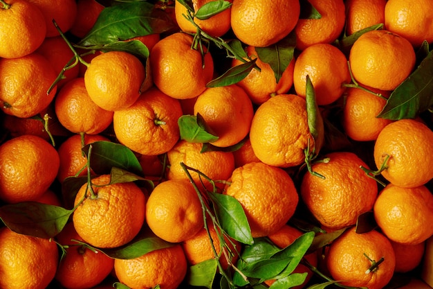 Récolte fraîche de mandarine, mandarine avec feuilles